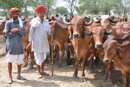 Mukhyamantri Mangla Pashu Bima Yojana