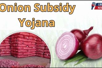 Onion Subsidy Yojana