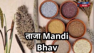 Mandi Bhav Rate 13 March 2025